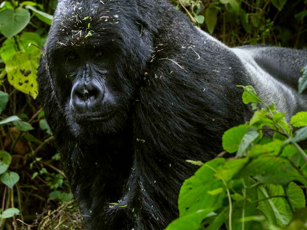 Kritikusan veszélyeztetett faj Cross River gorilla